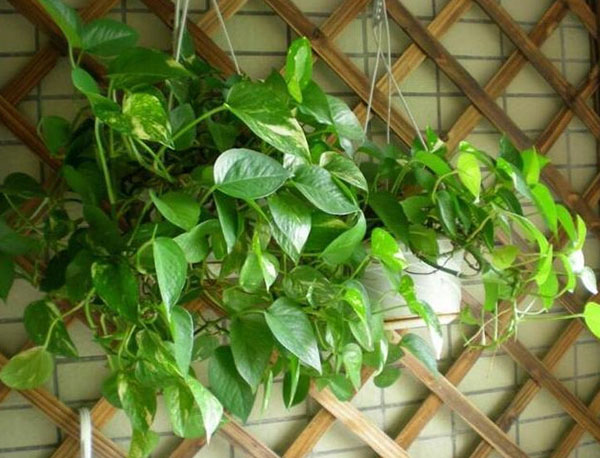 清除室內(nèi)甲醛的好方法是什么 清除室內(nèi)甲醛的好方法是什么